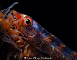 big eye
goby (Bryaniops amplus) on whip coral by Lars Oliver Michaelis 